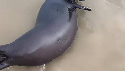 海南文昌野生海豹“阿侬”走红后遭游客围堵 当地回应：正制定保护措施