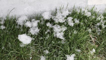 北方“飘絮之困”如何破解？专家坦言仍面临关键技术瓶颈