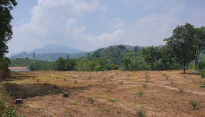 100%存活率！“沙漠面包”椰枣在四川攀枝花仁和区“定居”了