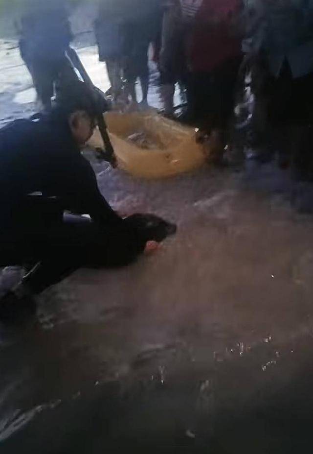 海南文昌野生海豹“阿侬”走红后遭游客围堵 当地回应：正制定保护措施