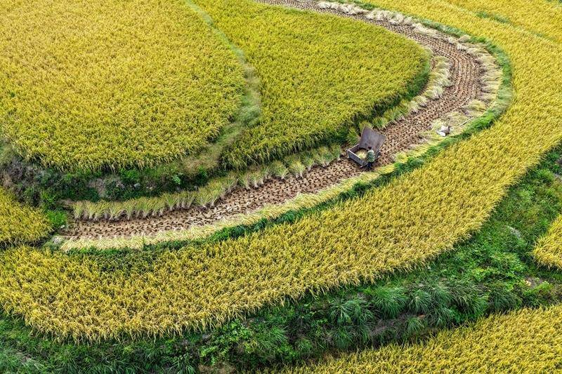 时政微观察丨丰收时节感悟总书记的“三农”情怀