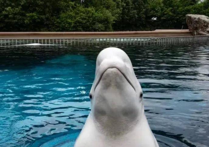 宁愿全部安乐死,也不给中国?加拿大养不起30头白鲸,中国愿接手,然而...