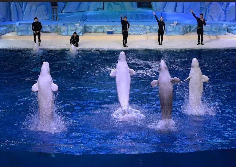 宁愿全部安乐死,也不给中国?加拿大养不起30头白鲸,中国愿接手,然而...