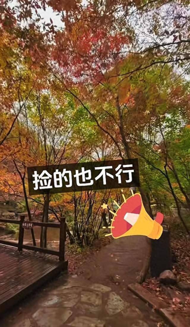 辽宁一景区禁止游客捡枫叶,手持枫叶也不行,工作人员:为保护自然环境