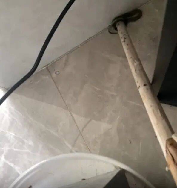 广州一小区2年抓到超60条蛇？业主：家里来过两三条，有条还钻进鞋子里