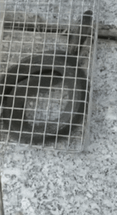 广州一小区2年抓到超60条蛇？业主：家里来过两三条，有条还钻进鞋子里