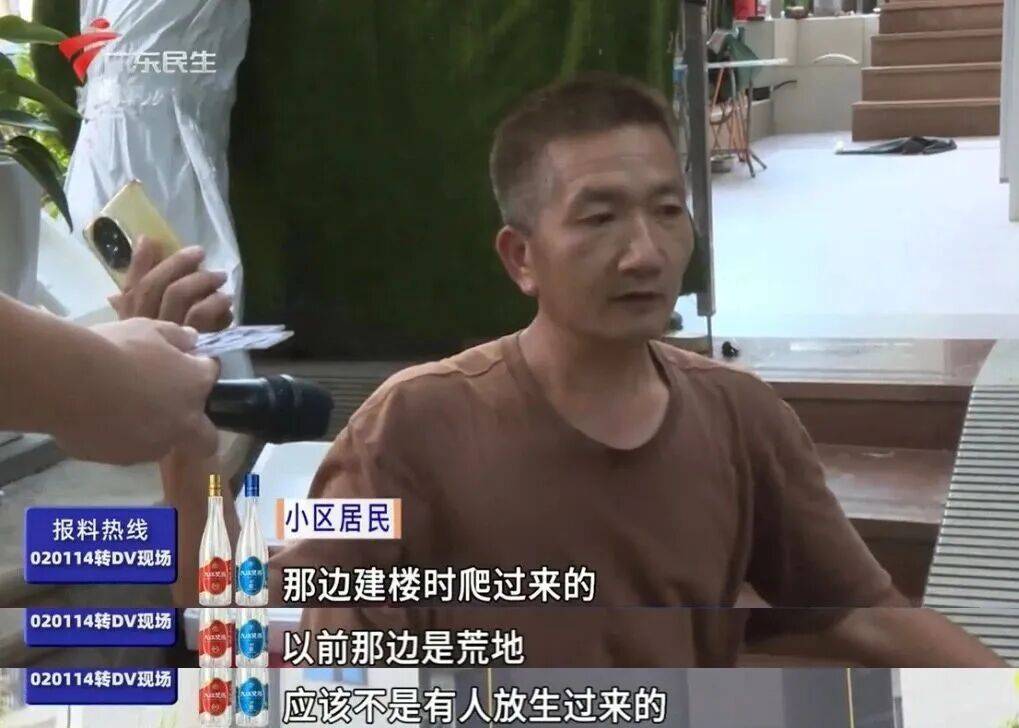 广州一小区2年抓到超60条蛇？业主：家里来过两三条，有条还钻进鞋子里