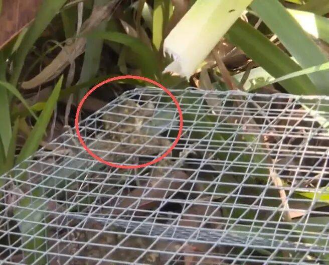 广州一小区2年抓到超60条蛇？业主：家里来过两三条，有条还钻进鞋子里