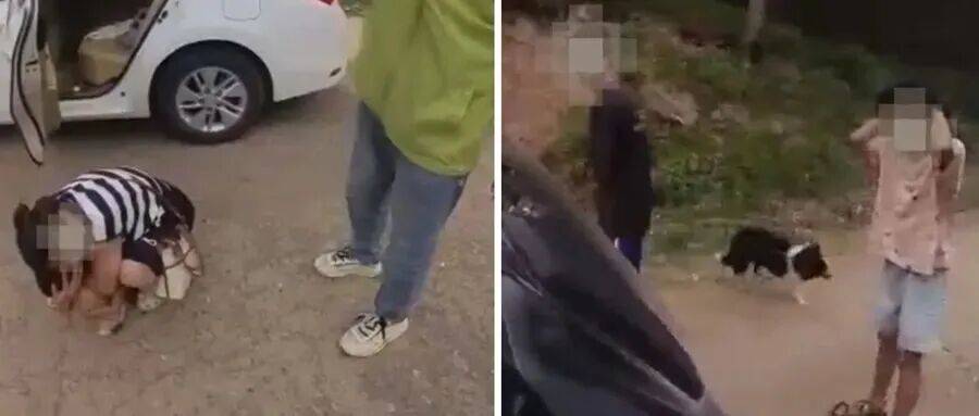 深圳一市民突遭马蜂围袭!已进入高发期,千万别招惹!