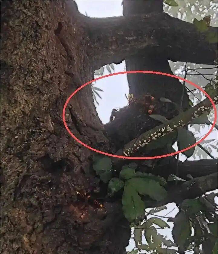 4名游客景区内遭马蜂袭击,旅游度假区:是森林公园不卖门票,蜇伤先就医后提供证据投诉