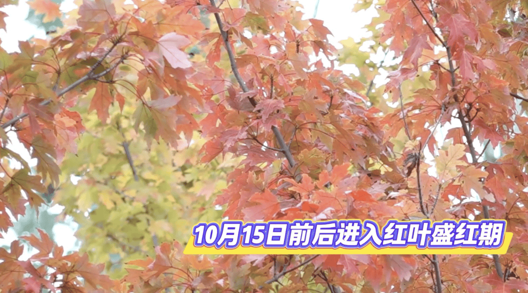 北京将迎新一轮秋雨,赏红期预告来了!