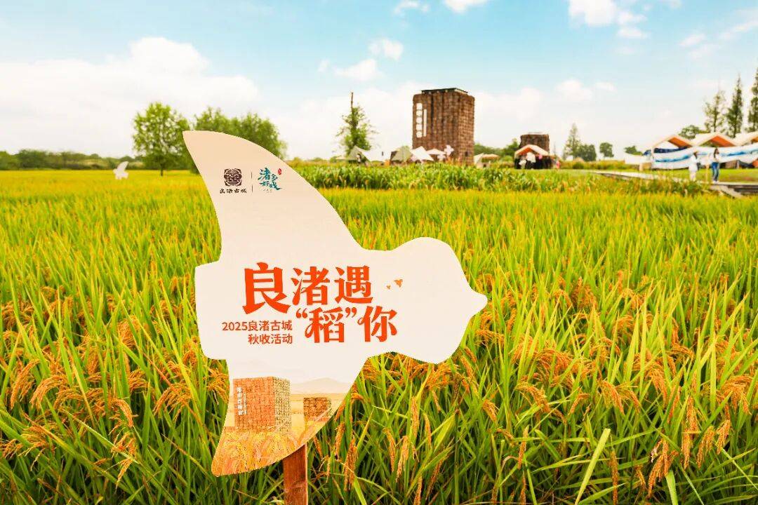 良渚遇“稻”你 ｜ 秋季活动正当时