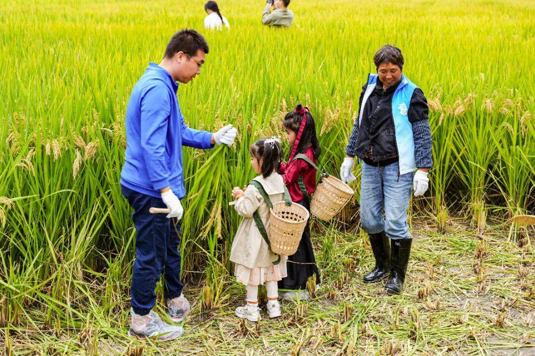 良渚遇“稻”你 ｜ 秋季活动正当时