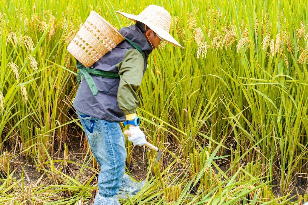 良渚遇“稻”你 ｜ 秋季活动正当时