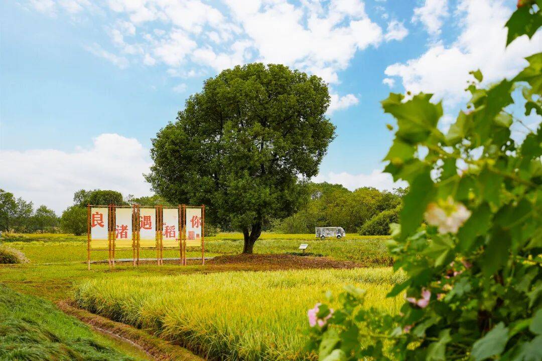 良渚遇“稻”你 ｜ 秋季活动正当时