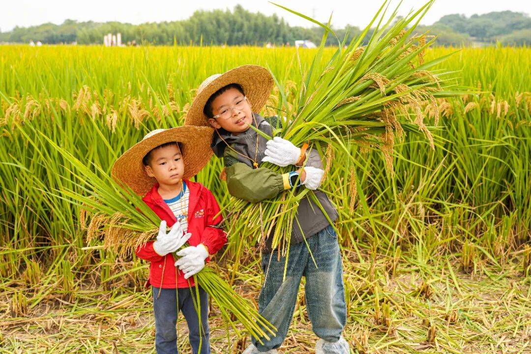 良渚遇“稻”你 ｜ 秋季活动正当时