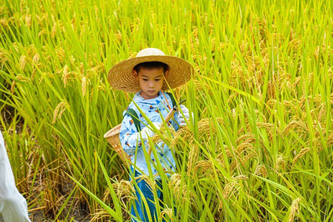 良渚遇“稻”你 ｜ 秋季活动正当时