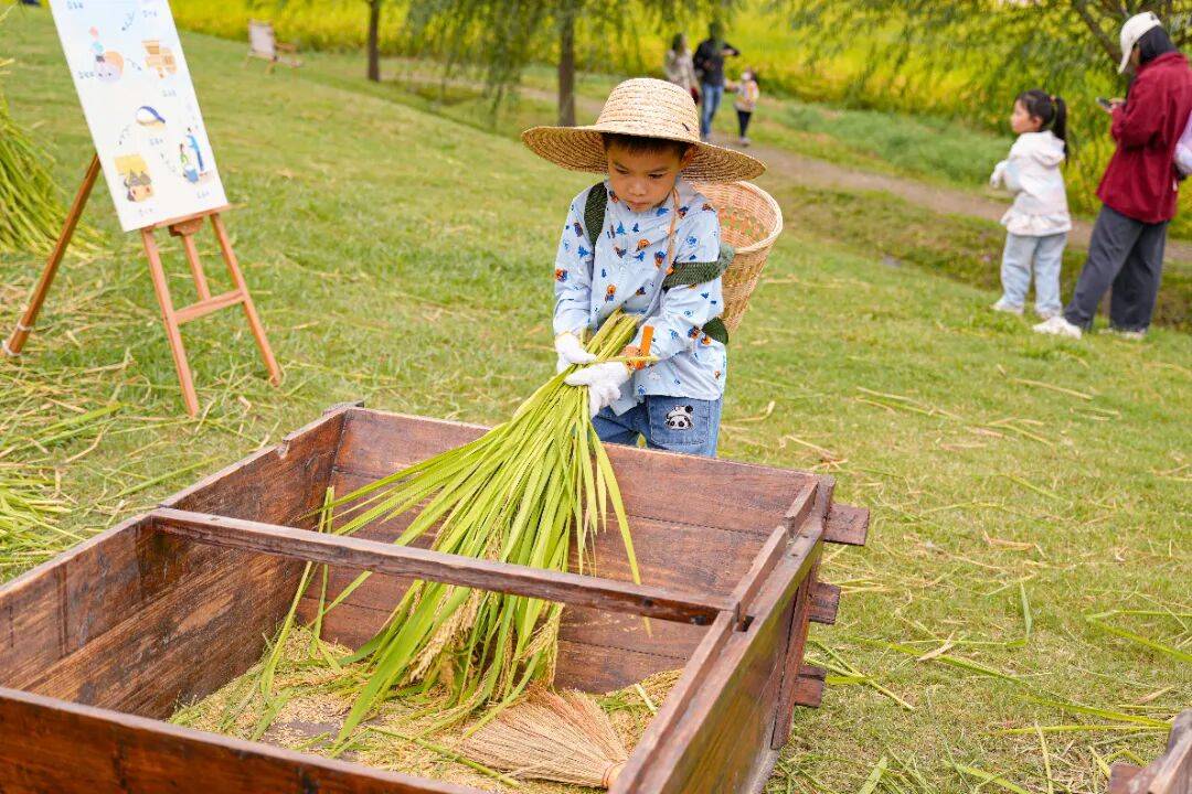 良渚遇“稻”你 ｜ 秋季活动正当时