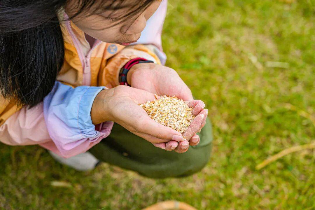 良渚遇“稻”你 ｜ 秋季活动正当时