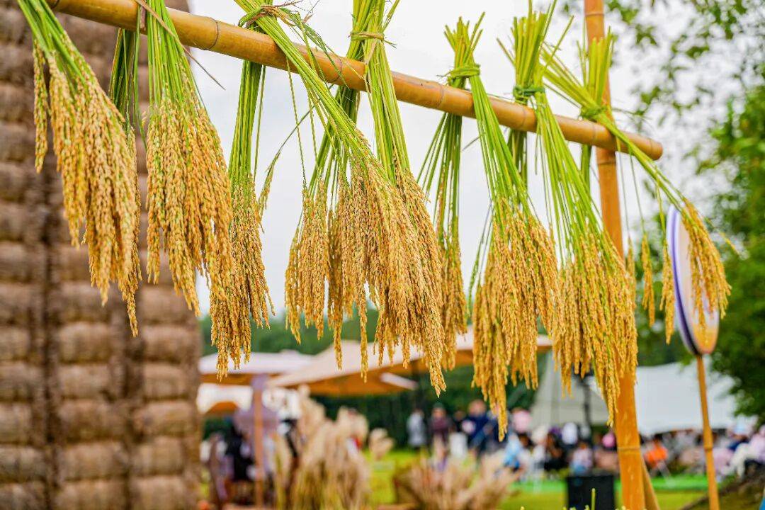 良渚遇“稻”你 ｜ 秋季活动正当时