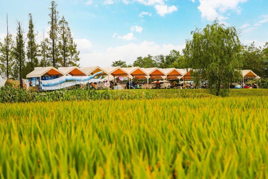 良渚遇“稻”你 ｜ 秋季活动正当时