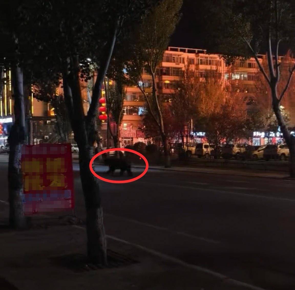 大黑熊夜里独闯黑龙江一县城闹市区,警方连开10多枪击毙,回应为何没用麻醉枪