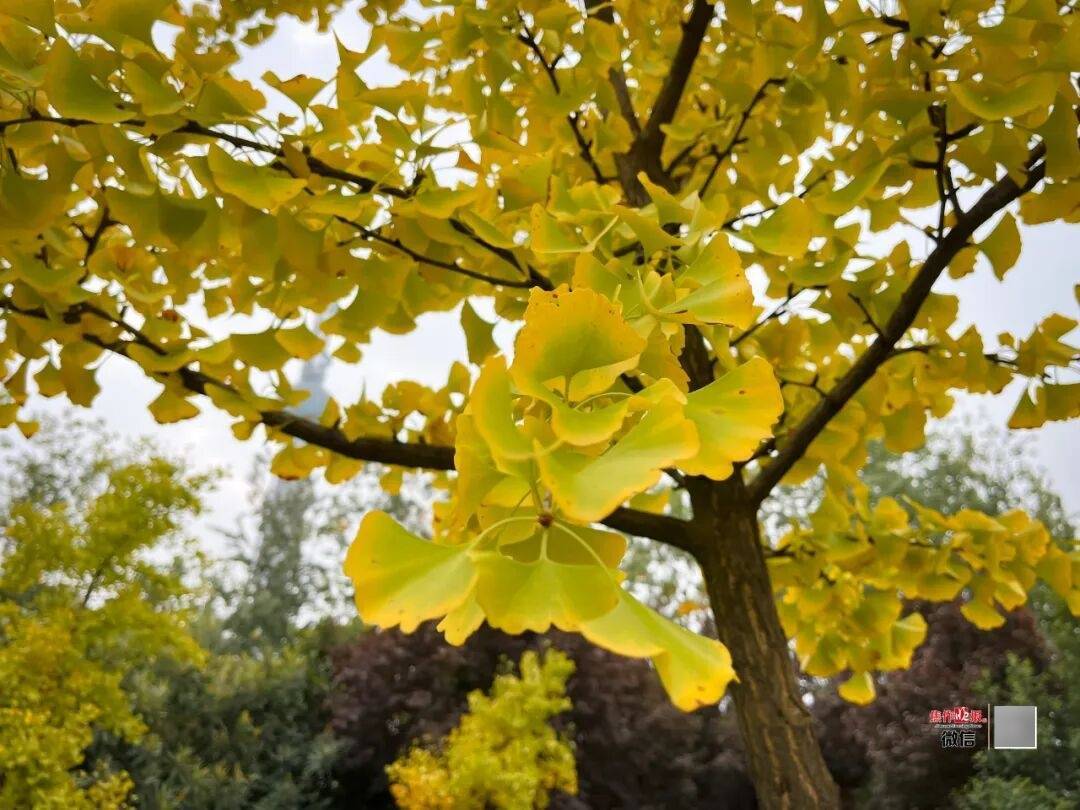 银杏金黄！铺满焦作的秋天！