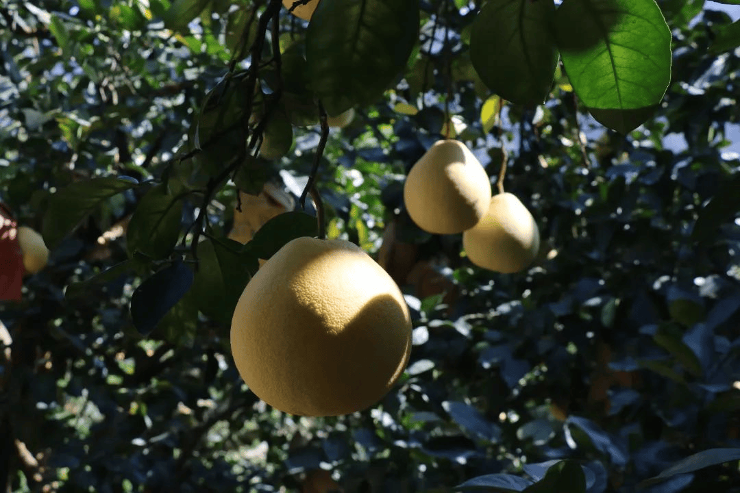 霜降至，气温会有反转吗？