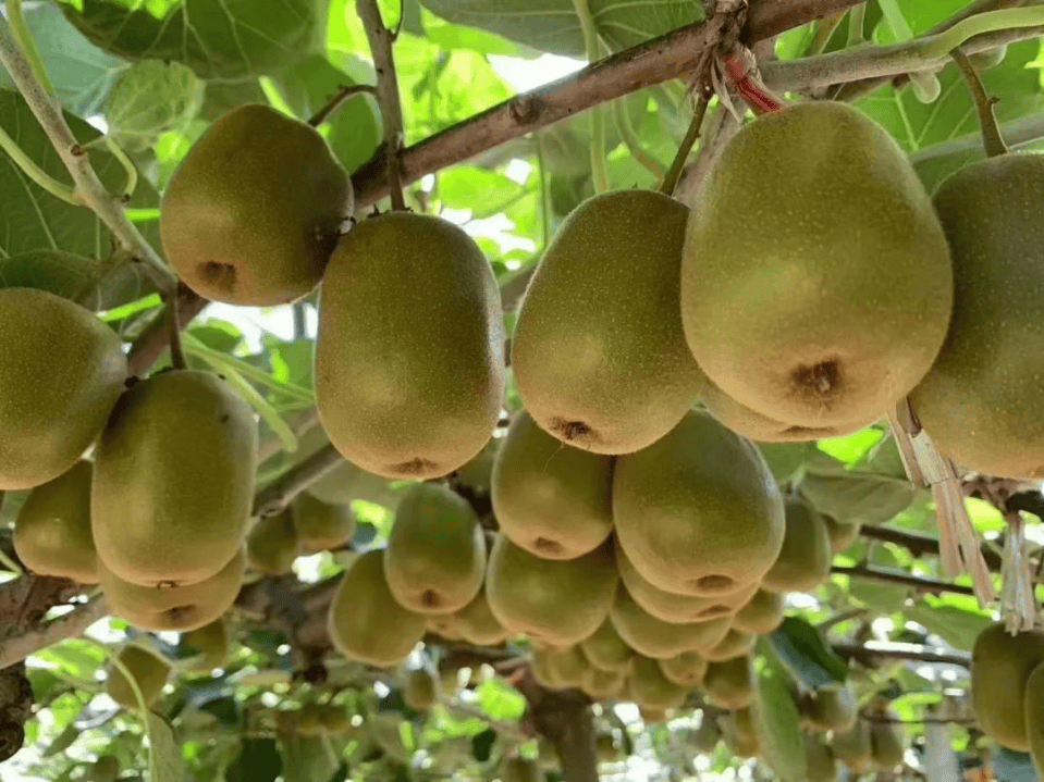 霜降至，气温会有反转吗？