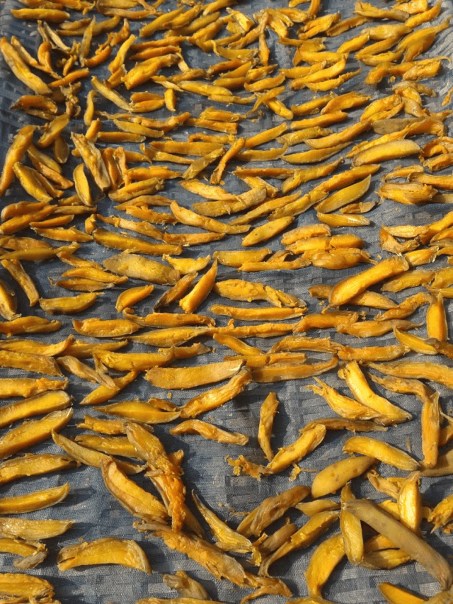 霜降至，气温会有反转吗？