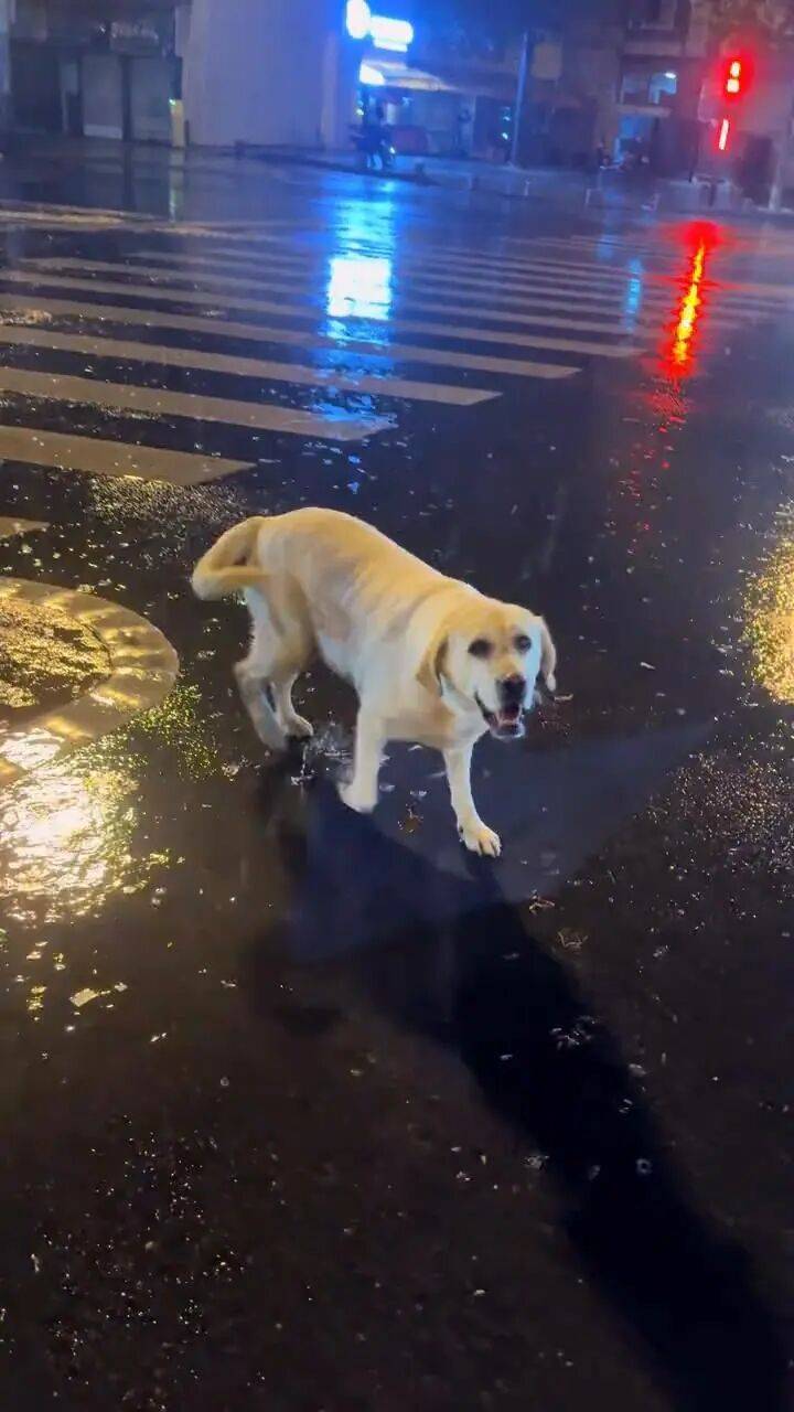 青岛一只拉布拉多犬走失三月后，长沙街头被网友发现并收留，目前犬只已被送回犬主身边